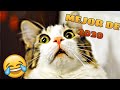 🤣 los Mejores Animales Chistosos del 2020 🐱🐶 Compilación de los Mejores Videos de Animales Graciosos