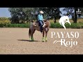 Rancho Los Palominos presenta Primer Camada de Payaso Rojo Gunner arrendándose con Mariano Pedrero