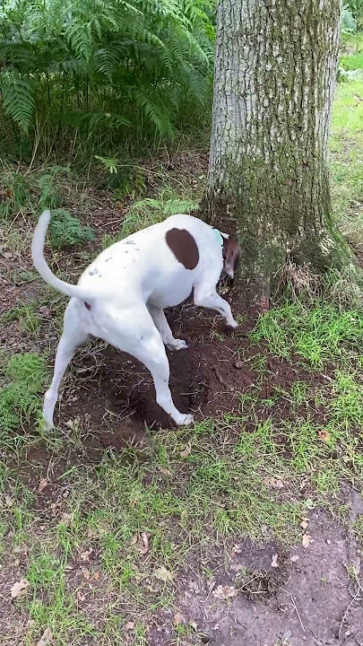 Dig dog 2