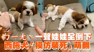 ㄅㄧㄤˋ一聲娃娃全倒下　西施犬「模仿裝死」萌翻可愛寵物動物