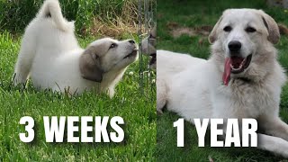 WATCH MY PUPPY GROW *Great Pyrenees Mix*