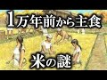 【ゆっくり解説】お米の歴史と稲作伝来の謎!縄文時代からすでに米を食べていた!!