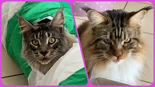 🎉 Maine Coon Recreation: Sherkan & Shippie, in Action, Having a Great Time with Their Toys! 122 by Maine Coon Cats TV 435 views 2 months ago 2 minutes, 25 seconds