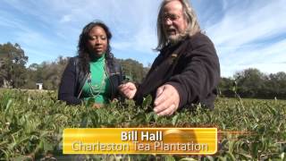 Charleston Tea Plantation