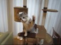 いそがしいネコの目