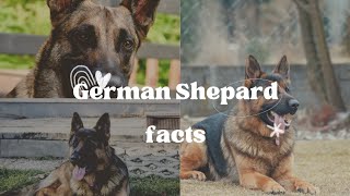 German Shepherd dog facts | Compilation | must watch | dog lovers
