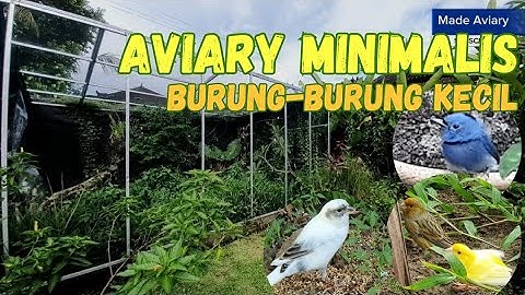 MEMBUAT AVIARY MINIMALIS UKURAN 6M x 4M x 3M