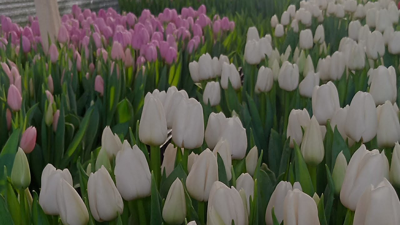 11.02.2026. Выгонка тюльпанов. Обзор тюльпанов. 