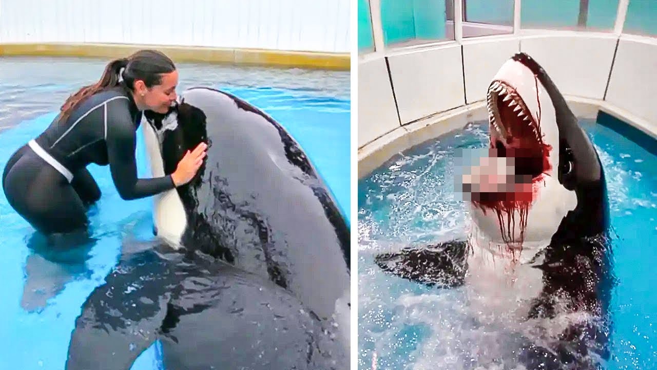 The HORRIFYING Last Minutes Of Emily Cadeaux EATEN ALIVE by Orca!