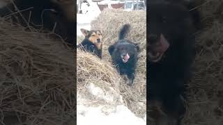 Гуля и Мальчик после обеда отдыхают !!! #собака #приют #сибирь #релакс #отдых #сено