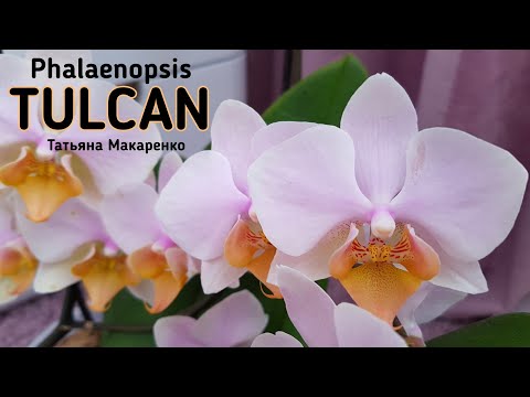 Video: Yuav Ua Li Cas Dej Phalaenopsis