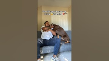 Still considering a second dog? Watch this…😅    #reels#shortvideos#funny#pets#suaveXavier