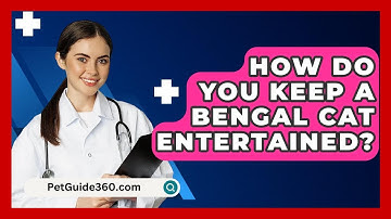 How Do You Keep A Bengal Cat Entertained? - PetGuide360.com