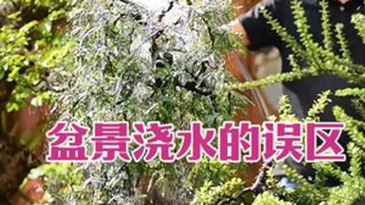 胡说八道的哪些盆景浇水方法 盆景浇水很简单，保持湿润，降低温差就是最好的浇水方式。