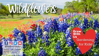 What Are Wildflowers? | Grow With Us