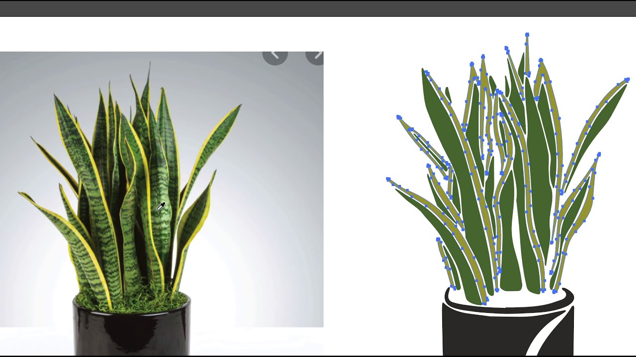 Snake plant tribal art