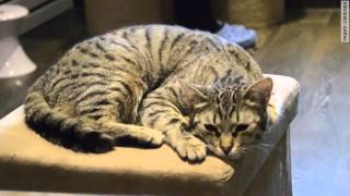 Котики и люди Котики и люди