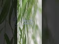 Viral Meditation Video for Stress! #lifestylechange #stressmanagement #meditation #naturaltherapy