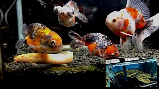 【金魚】金魚と同居におすすめの「ヒドジョウ」紹介