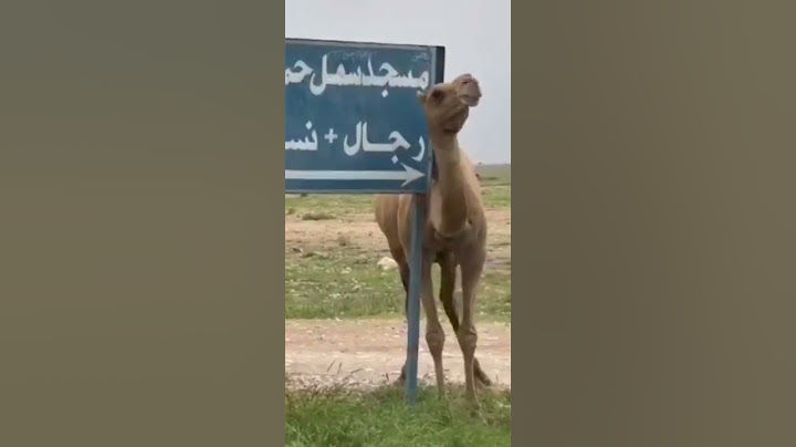جمل جمل جمل 🤣