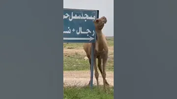 جمل جمل جمل 