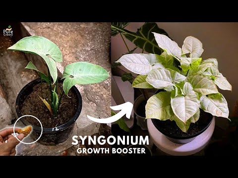 How To Grow Syngonium Plant Fast? (The Exact Way)