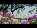 【公式】港の見える丘公園　満開のバラ　３つのバラ園2020春（2020.5.14）