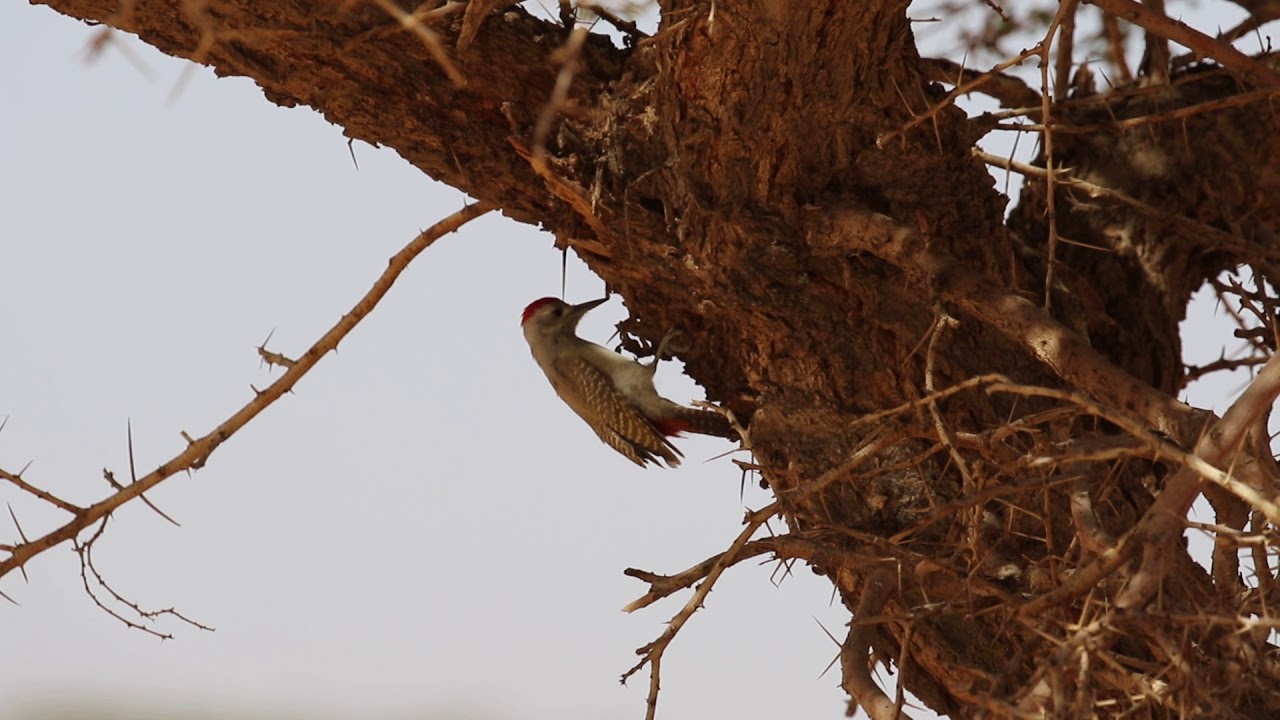 African Grey Woodpecker (Dendropicos goertae) in Oued Agoueidir 2018