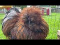 Mastering 365 Days of Organic Farming: Raising Rare Poultry, Gardening, Harvesting & Cooking