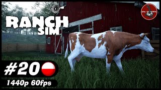 Krowy mięsne | #20 | Ranch Simulator screenshot 3