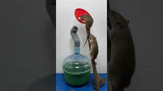 The Simplest Homemade Mouse Trap Idea // Mouse Trap 2 #Rattrap #Rat #Mousetrap #Shorts