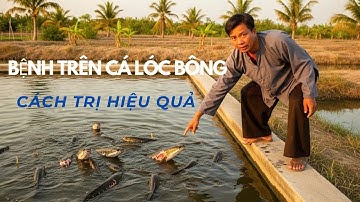 CÁC BỆNH THƯỜNG GẶP Ở CÁ LÓC BÔNG – NGUYÊN NHÂN & CÁCH KHẮC PHỤC HIỆU QUẢ NHẤT