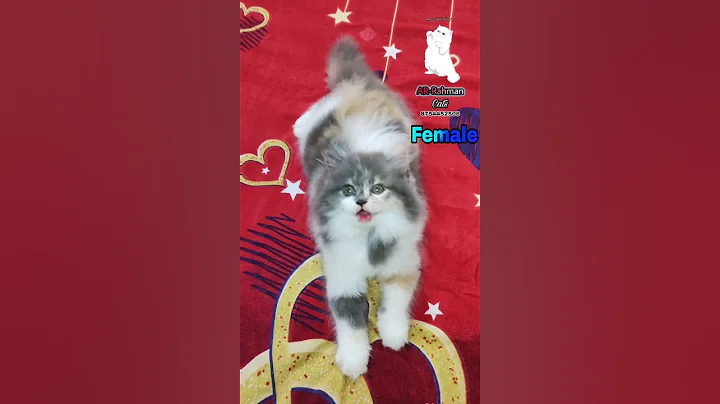 Video 4211911: persiancat persians, persiancat calico, persiancat pets