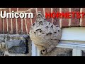 Unicorn Hornets Nest | Wasp Nest Removal | SWARM!