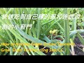 快速吃到自己種的蔥和连续收割的小竅門-How to Harvest Green Onions Sooner & Grow Them Forever. (Eng Sub/CC）