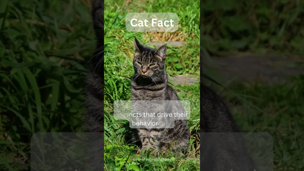 Unmasking the Secret Language of Cats: Decoding Their Vomeronasal Superpower!