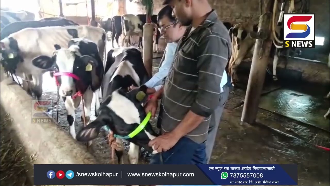 शाहूवाडीत लाळ खुरकत प्रतिबंधासाठी लसीकरण मोहीम
