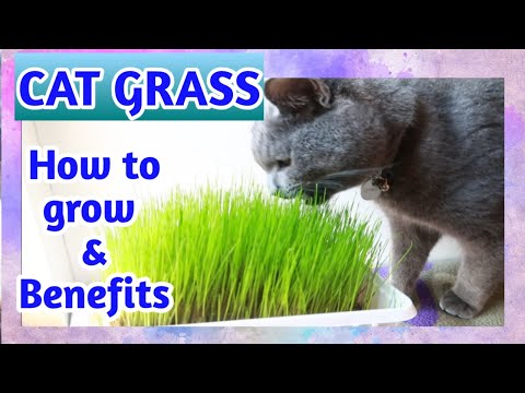 HOW TO GROW CAT GRASS | Benefits of Cat grass | Gim Cat Soft Grass | Ashby the grey cat