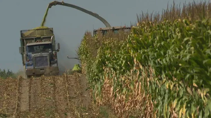 North Country corn crop affected by dry weather