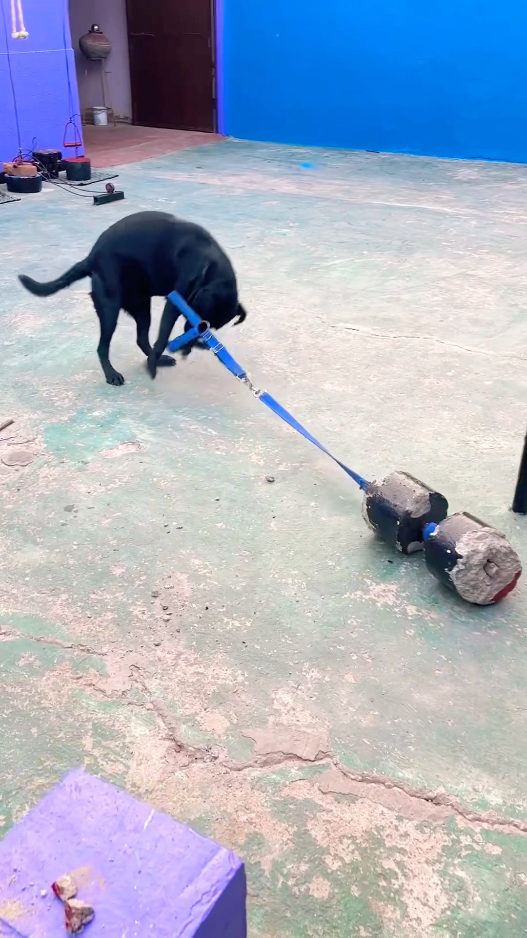Where Is Tiger Go ??? #shortvideo #comedy #funnyvideo