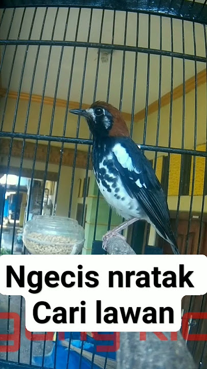 Anis kembang ngecis