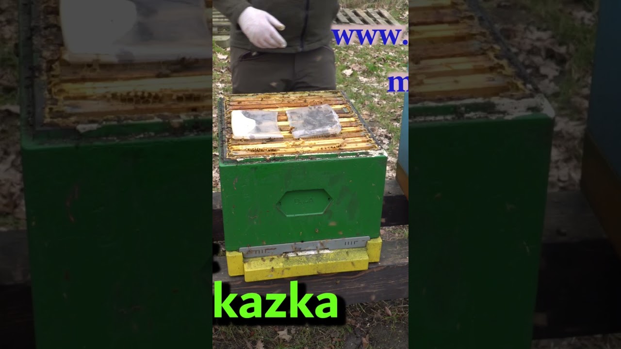 http://www.pawluk.net.pl #beekeeping #pszczelarstwo #buckfast #matkipszczele#viralvideo #pasieka