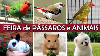 Feira de Pássaros e Animais  PARTE 2 #passaros #animaisdeestimação by DOCTV 7,112 views 1 month ago 11 minutes, 37 seconds