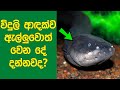 විදුලි ආදෙක්ව ඇල්ලුවොත් වෙන දේ දන්නවද? | Here Is What Happen If You Touch An Electric Eel