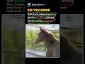 The Horse Joined The Race