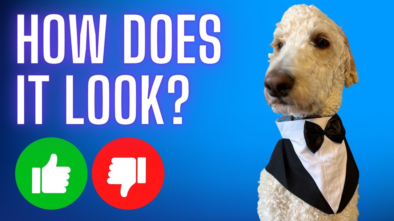 Kuoser Dog Tuxedo Dog Suit and Bandana Set (Review)