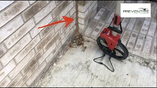MASSIVE Termite Tube On This House!!