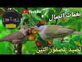 نغمات اتصال لصيد عصفور التين 2025 نغمات اتصال لصيد عصفور التين 2025