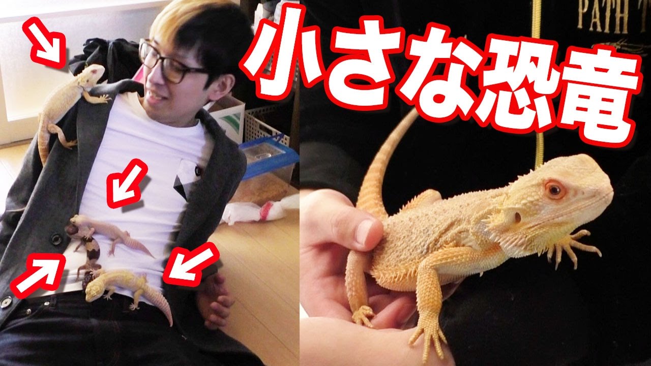 静岡県で小さな恐竜たちに襲われました Youtube