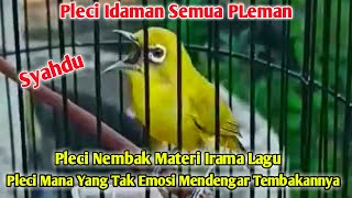 Download Lagu Pleci Gacor Ngalas Irama Syahdu Pancingan Semua Jenis Pleci untuk Menaikkan Emosi Pleci MP3